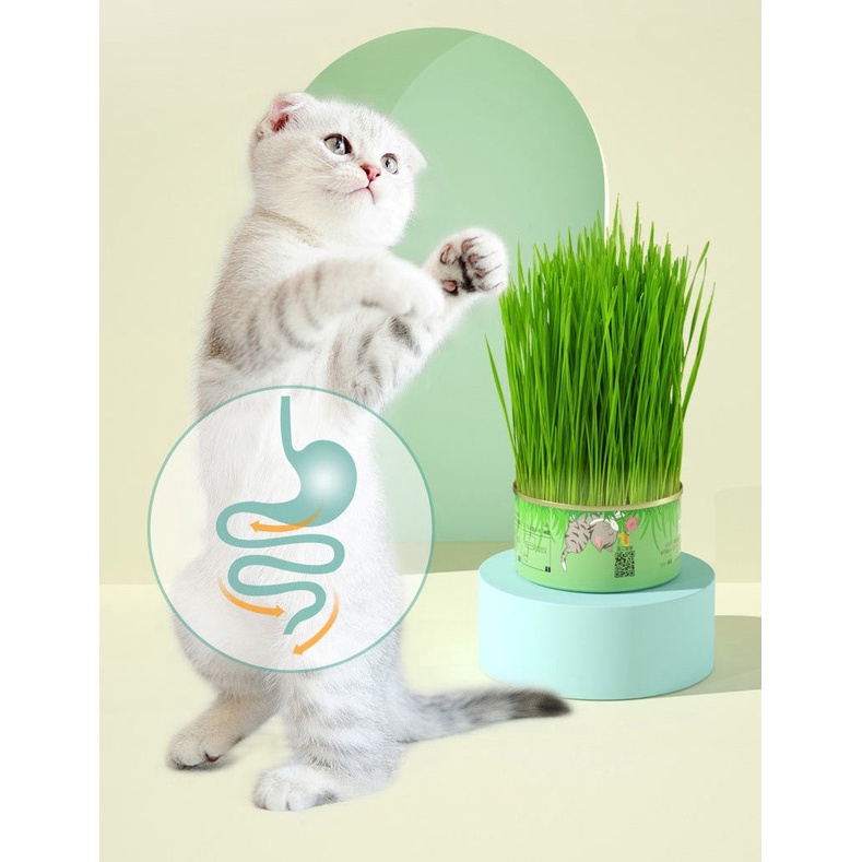 [HÀ NỘI] Set Cỏ Mèo Tươi Tự Trồng Tiện Lợi - Catnip Nhà Trồng