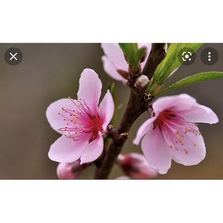 Cây giống đào phai, đào bích cây gieo hạt và cây ghép