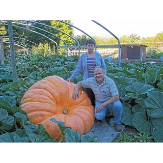 Hạt Giống Bí Khổng Lồ - Max 90kg (Cucurbita maxima) - Nảy mầm tốt - Tặng kèm 1 gói bón lá và 1 gói kích nảy mầm