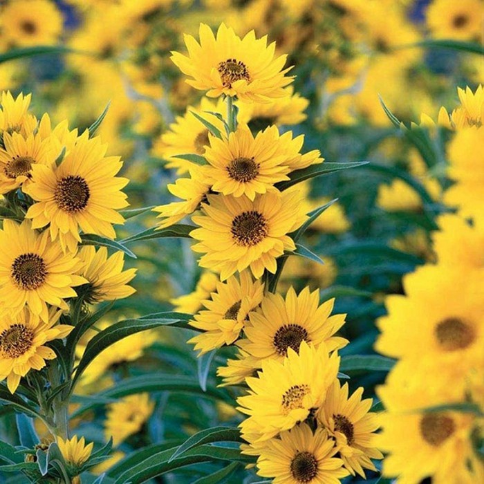 Hạt Giống Hướng Dương Lùn F1 Loại dễ trồng hoa nở đẹp kháng sâu bệnh ( gói 100gram ,300gram , 500gram )