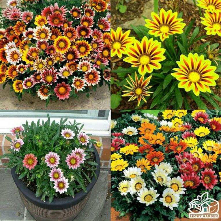 ( sale 1k ) 10 hạt giống cúc huân chương dành cho người mới trồng