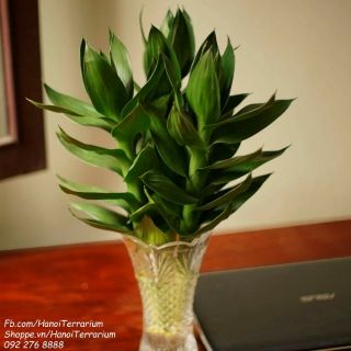 Cây phong thủy Trúc phát lộc hợp tuổi Mão (cây thủy sinh)