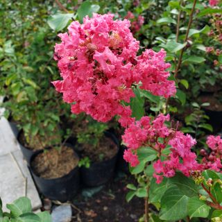 Cây Tường Vi Hồng Đậm Cây 1m5