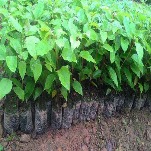 Cây giống long não