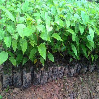 Cây giống long não