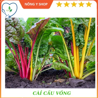 Túi zip 20 hạt - hạt giống cải cầu vồng rạng đông rado 56
