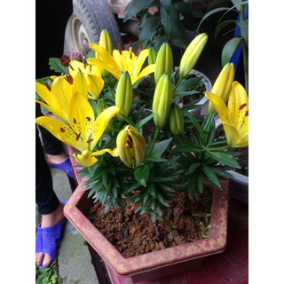 Combo 10 củ giống hoa ly lùn thơm trồng tết