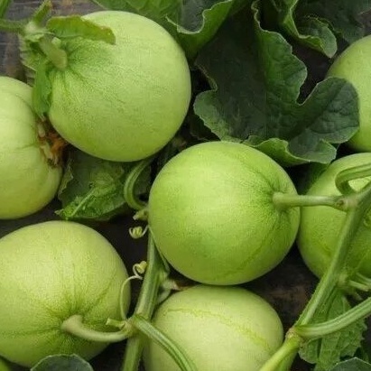 HẠT GIỐNG DƯA LÊ XANH TASTY F1