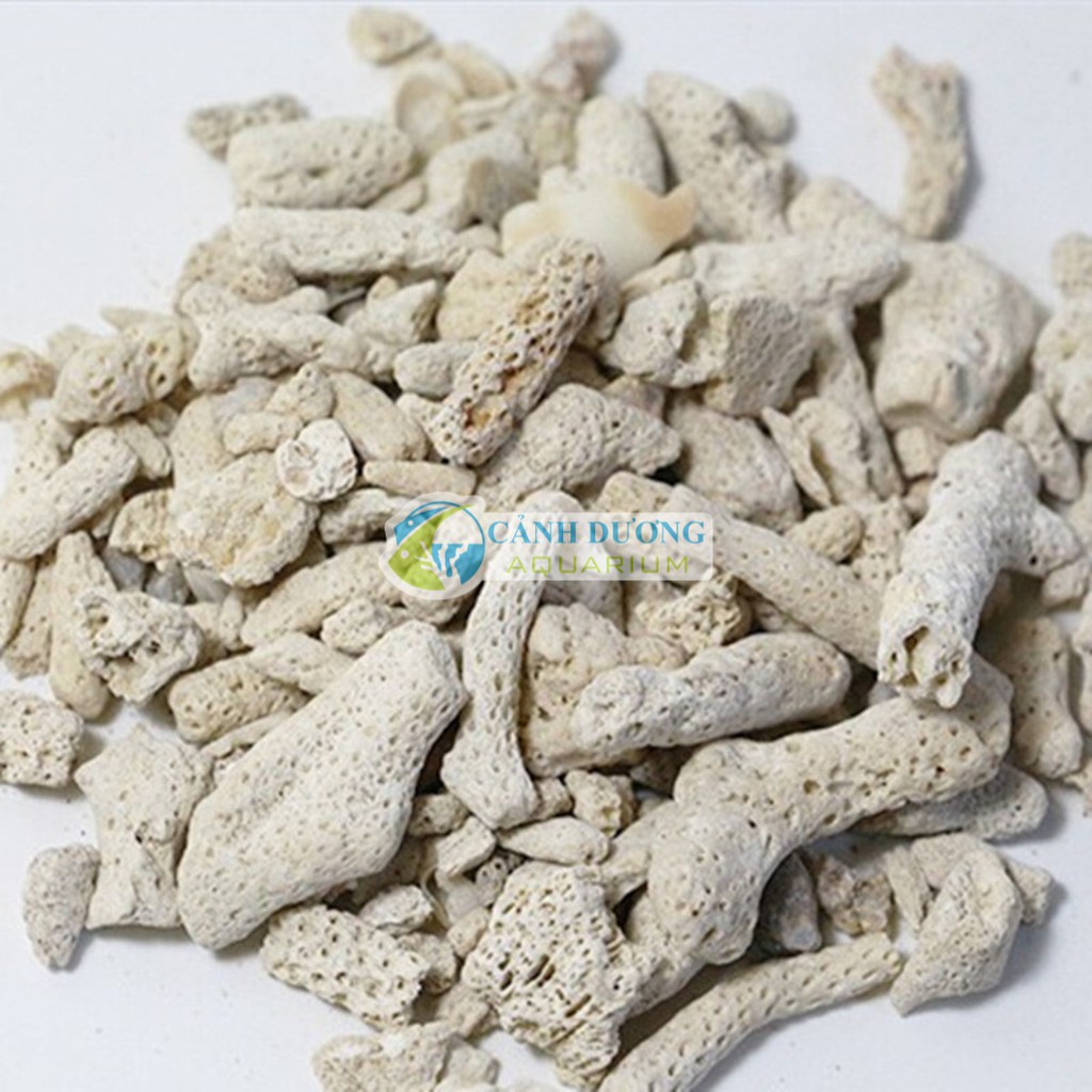 San hô vụn lọc hồ cá