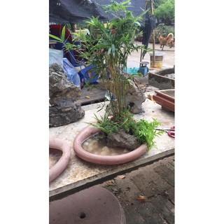 trúc tăm làm tiểu cảnh
