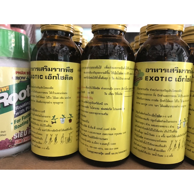 KÍCH RỄ EXOTIC NHẬP KHẨU THẤI LAN