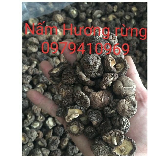 ☞🎁🎁 NẤM HƯƠNG - NẤM HƯƠNG RỪNG 100gr Loại 1 Nha Trang