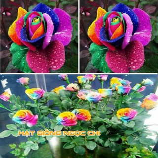 Hạt Giống Hoa Hồng 7 Sắc - 10 Hạt