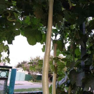 HẠT GIỐNG BẦU SIÊU DÀI 2M