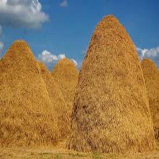 Rơm khô tự nhiên