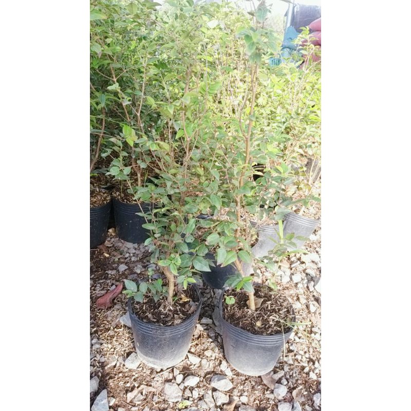 NHO THÂN GỖ TỨ QUÝ  CHO TRÁI QUANH NĂM