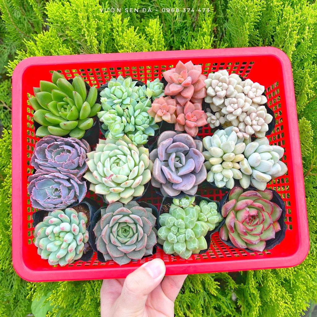 Combo sen đá cỡ nhỏ 3-5cm