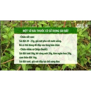 Lá Sài Đất khô 1kg