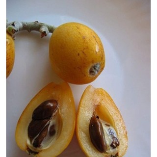 Hạt Giống Nhót Tây - Loquat Eriobotrya japonica