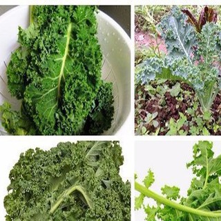 5Gr Hạt Giống Cải Xoăn Kale Xanh