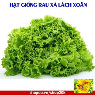 Hạt giống Rau xà lách xoăn (3g)