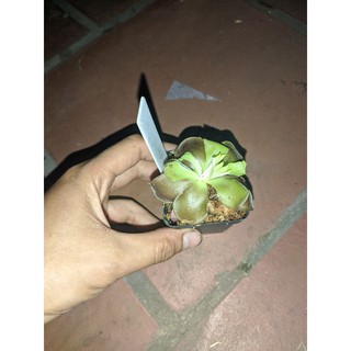 cây pinguicula weser