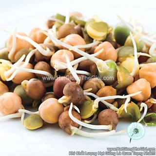 20Gr Hạt Giống Rau Mầm Mix Đủ Loại (B2.402| W3*W63*M038)