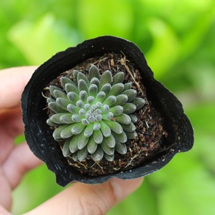 Sen đá nhím đen 5-7cm - Vườn sen đá