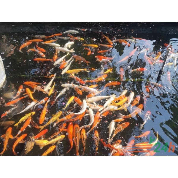 Sơn chống thấm đa năng Shell Flinkote No.3 1L, chống thấm hồ cá koi, hồ nước,sàn, mái, vách