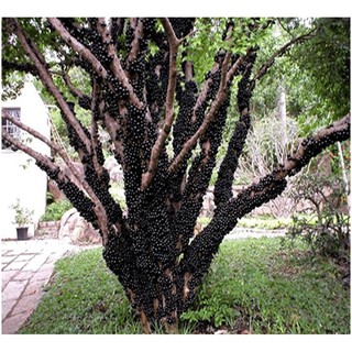 Hạt giống Nho thân gỗ - Rau củ quả trồng tại vườn, sân thượng, nông trang, ban công