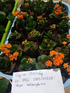 Bỏng thái kép