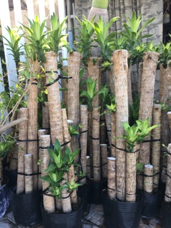 Cây phát tài khúc (cây thiết mộc Lan)