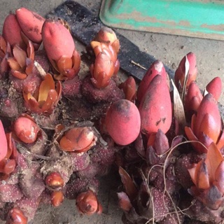 Nấm Ngọc cẩu đầu mùa