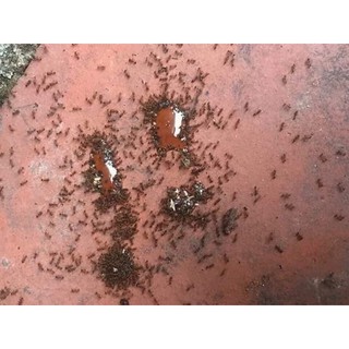 Thuốc diệt kiến sinh học 10ml an toàn cho mẹ bầu