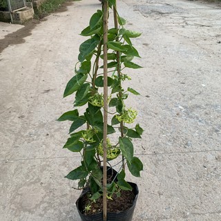 Cây hoa thiên lý leo giàn tường rào dài 55-70cm, tốc độ phát triển nhanh, rất thơm, cây hoa leo ban công và tường rào
