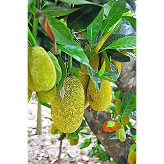 Mít Thái Ruột Đỏ Sơ Đỏ