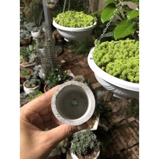 Chậu xi măng mini trồng sen đá