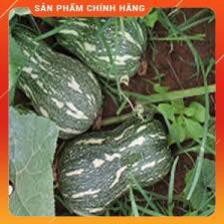 HẠT GIỐNG BÍ HẠT ĐẬU F1 GÓI 2 GRAM