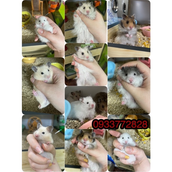 Hamster Bear / Robo siêu cute
