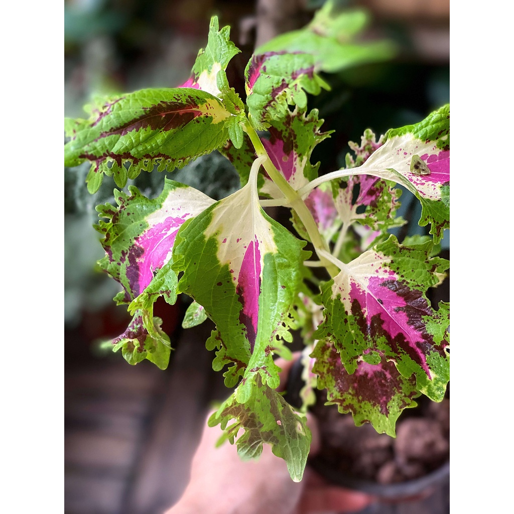 Cây Coleus Green Pink (Cây Lá Gấm Xanh Hồng) chậu nhựa