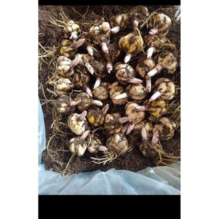 Củ Ly Thân cao Hoa Kép Màu Hồng Phấn (Củ Ly Giống)
