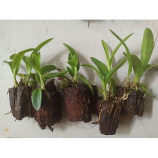 Hoa lan denro nắng thơm pensoda ( cây giống)