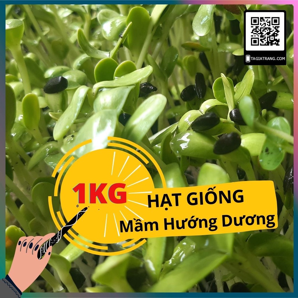 1Kg Hạt giống rau mầm hướng dương - Thế giới rau mầm Tạ Gia Trang