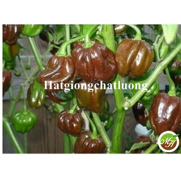 Bịch 5 Hạt Giống Ớt Siêu Cay Habanero Chocolate Tặng Kèm Kích Mầm