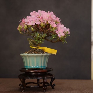 Chậu mini tròn vân sen