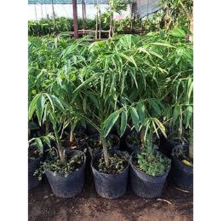 CÂY GIỐNG CÓC THÁI LÙN
