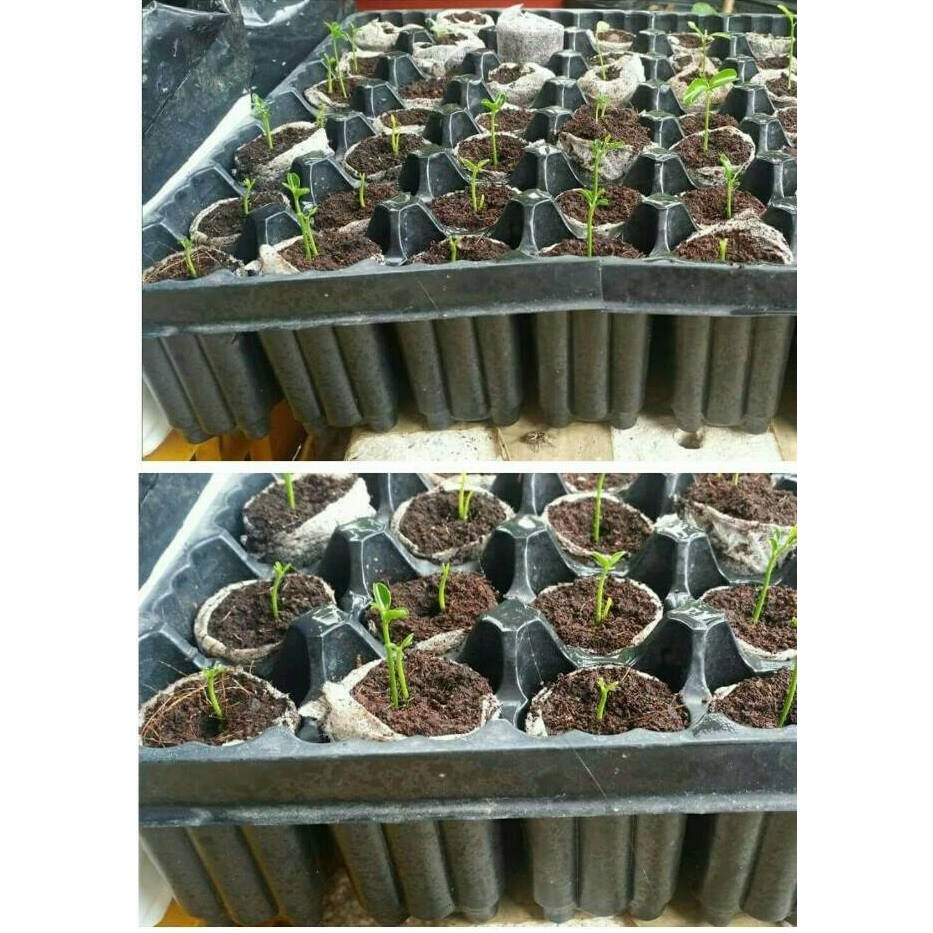 Khay ươm 49 lỗ chuyên dùng cho viên nén ươm hạt