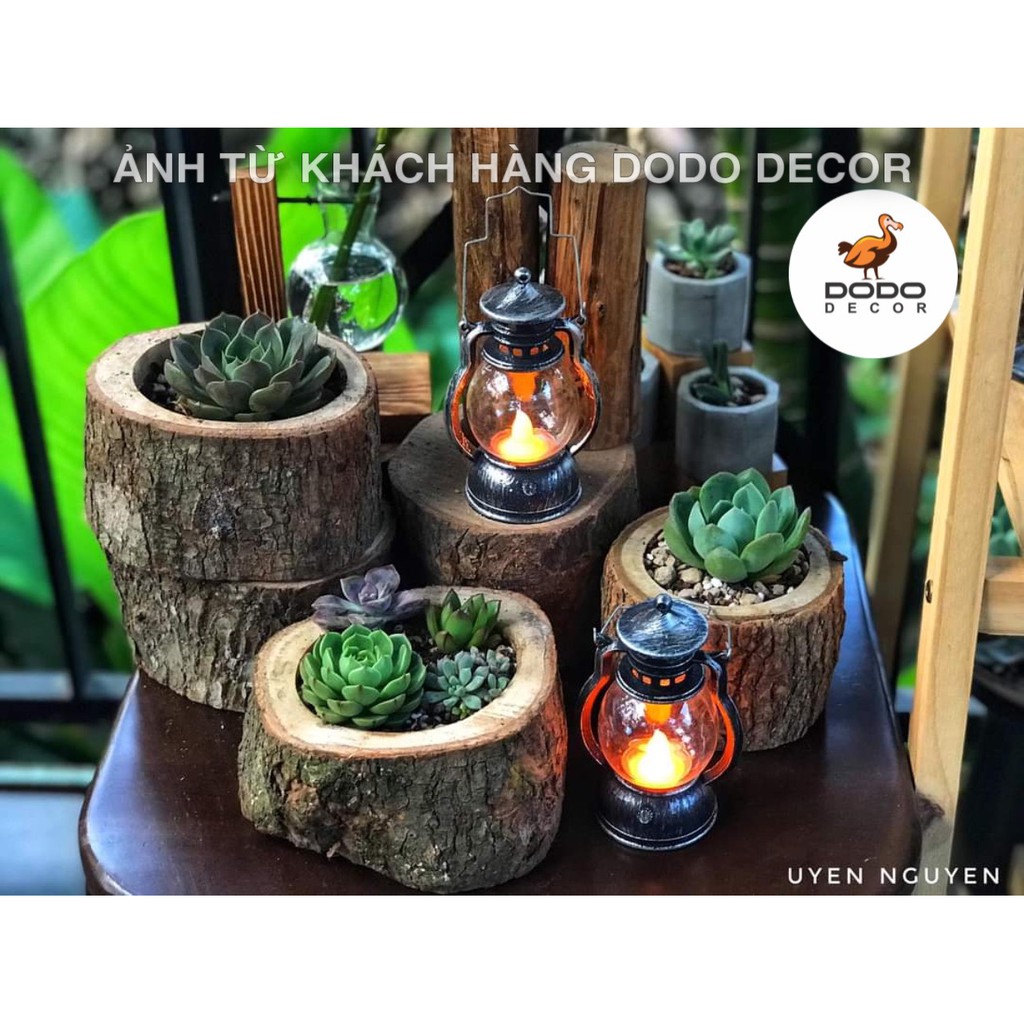 Chậu Khúc Gỗ Tự Nhiên Khoét Lỗ Dùng Để Trồng Cây, Decor Trang Trí Vintage - Trồng Sen Đá Tiểu Cảnh