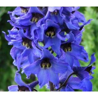 Hạt giống phi yến xanh -  Rau củ quả trồng tại vườn, sân thượng, nông trang, ban công