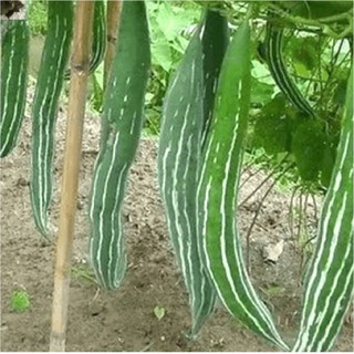 Hạt Giống Mướp Rắn THƠM NGON DỄ TRỒNG